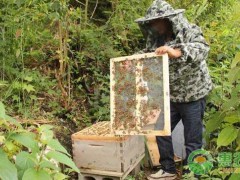 身残志坚养蜂人 “蜂”衣足食致富路