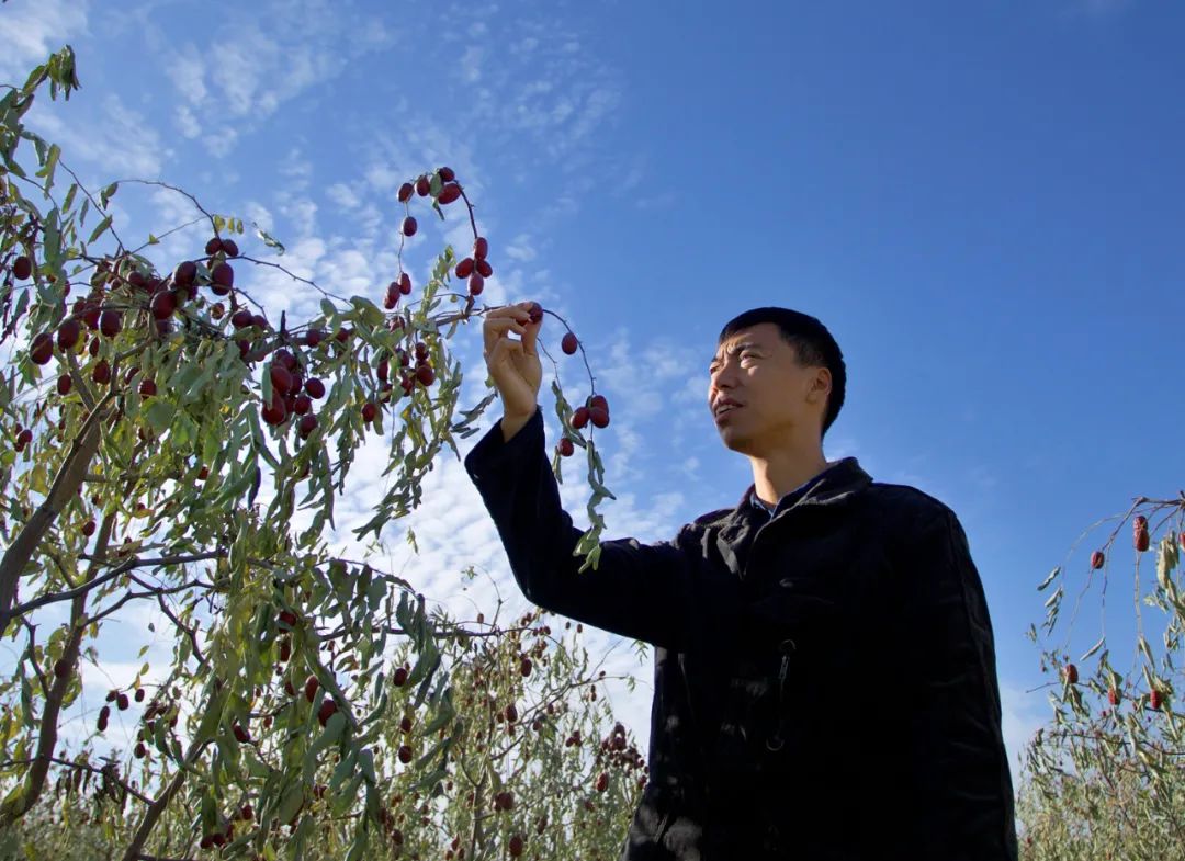 臻如意高展：10年坚守沙漠，红枣终获五国有机认证