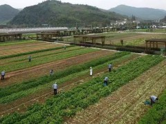 中国有机农业盈利破局尚需时日