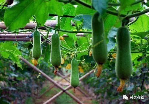 钱江蔬菜食品有限公司_有机食品蔬菜_蔬菜是健康的食品英文